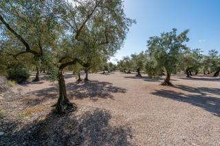Finca rústica a Camí del rosec 33. Parcela llana en plena producción