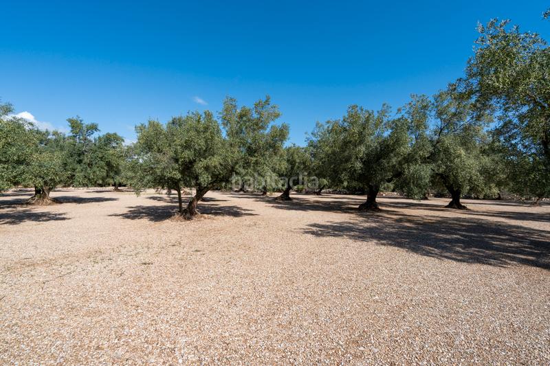 Foto a14744c8-07a0-4017-b220-69c479693b01. Finca rústica a camí del rosec 33 a Godall