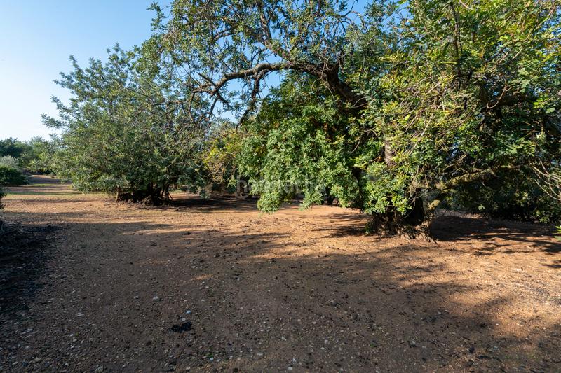 Foto a9e70ffa-2693-47fb-95ec-12cfd2d84a71. Fondo rustico in camí rural municipal 348 in Ulldecona