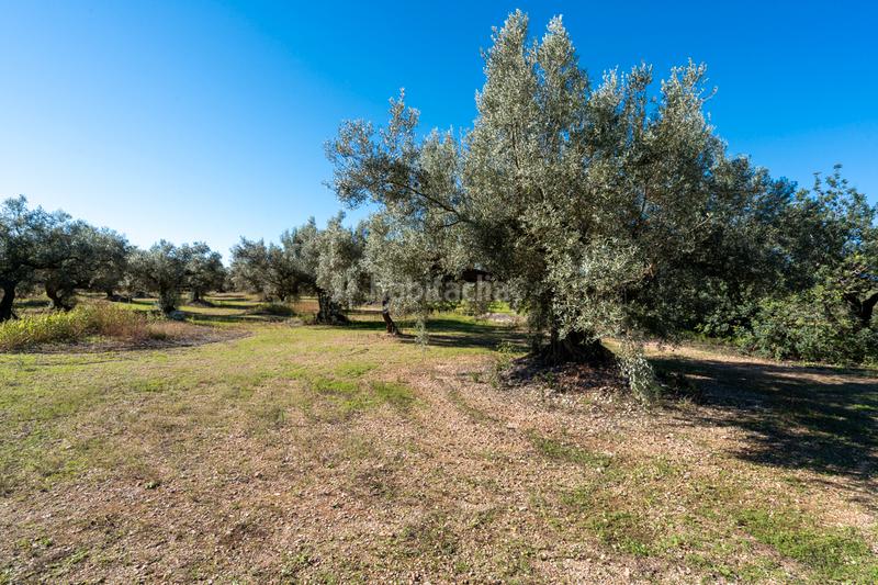 Foto 59903669-2528-48c5-8623-4a9660457b85. Landgut in carrer del barranc 10 in Galera (La)