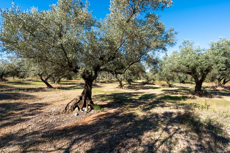 Foto 75bec309-f2b6-47b1-9f2a-4be77c3c3427. Landgut in carrer del barranc 10 in Galera (La)