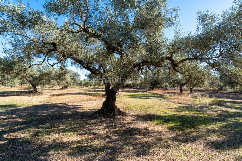 Foto 8a9bbf37-50f7-46d7-ac2a-01c30bfac97d. Landgut in carrer del barranc 10 in Galera (La)