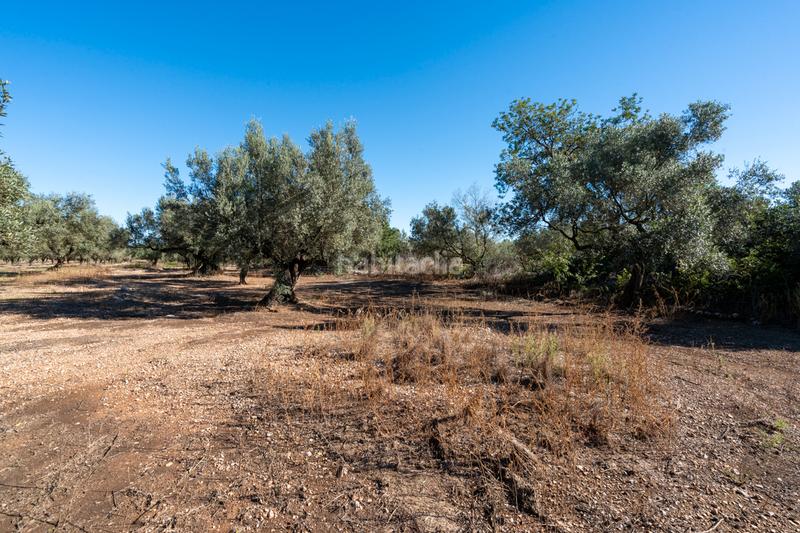 Foto 9d07817a-b42b-4118-a5ba-542e069b4be0. Landgut in carrer del barranc 10 in Galera (La)