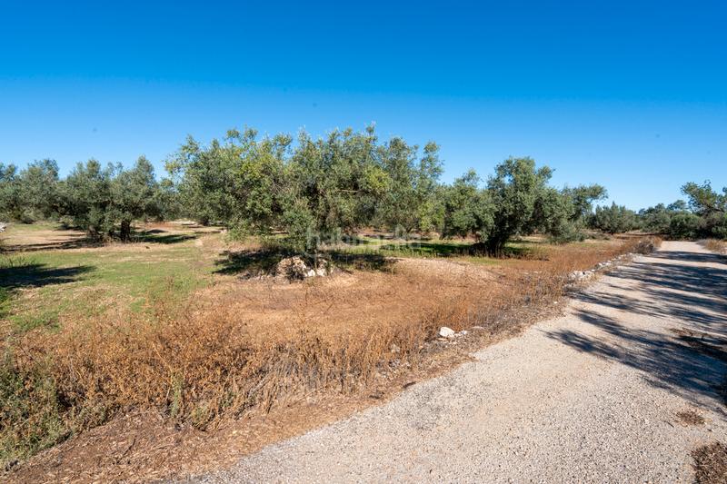 Foto d692ec7a-32b3-41ea-9c6f-e11a21aa1572. Landgut in carrer del barranc 10 in Galera (La)