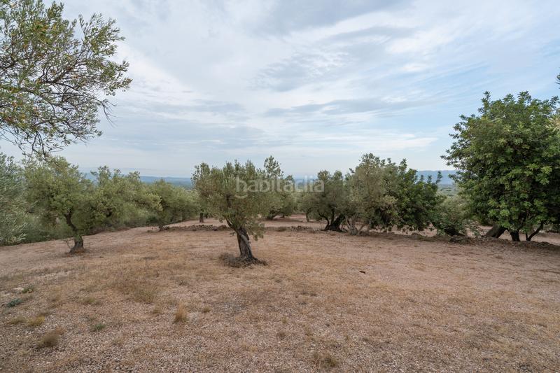 Foto 19925931-f99f-4a66-aa05-ae7fa335f668. Finca rústica a carrer major 22 a Mas de Barberans