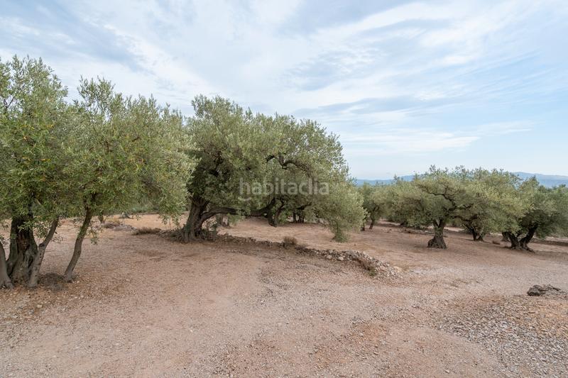 Foto 82ea39a6-6113-4f1a-aaa6-78728729f9b8. Finca rústica a carrer major 22 a Mas de Barberans