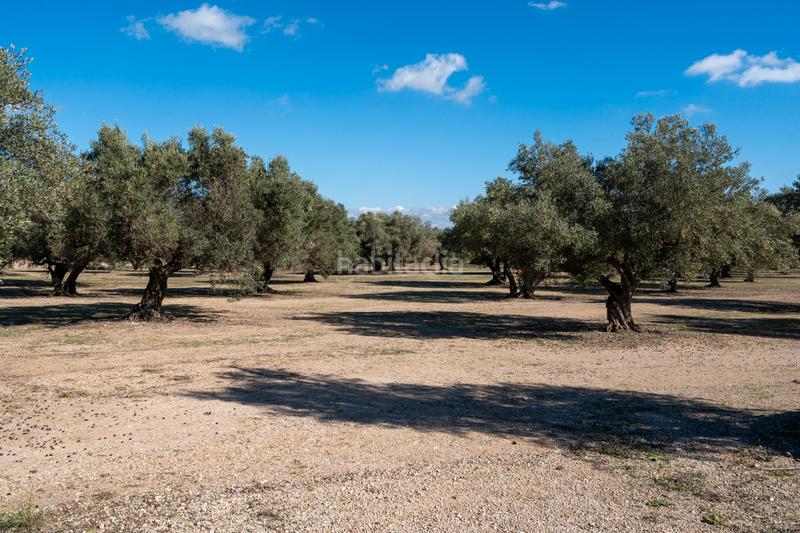 Foto e1217470-53c7-41a7-9848-93690169c5d5. Propriété dans n/a dans Roquetes