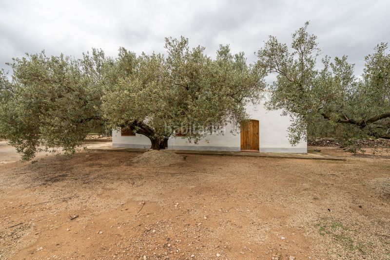 Foto 4f428d77-d04b-4237-9fdf-04fa23e14fd5. Finca rústica a camí de les codines 63 a Jesús - Els Reguers Tortosa