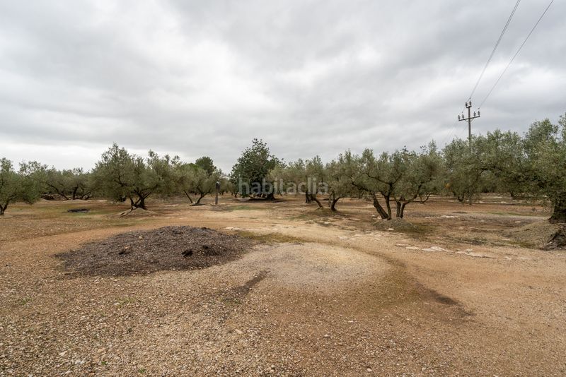 Foto adbe9508-ebb4-4861-b0e3-8eba46899e11. Finca rústica a camí de les codines 63 a Jesús - Els Reguers Tortosa
