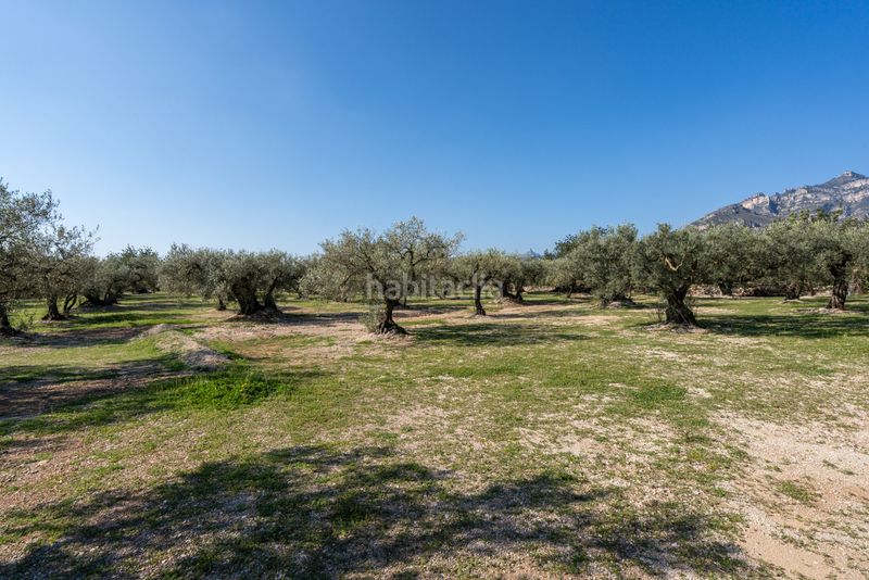 Foto 9ba267f7-eb9d-4e8f-b614-311095076758. Finca rústica a Roquetes