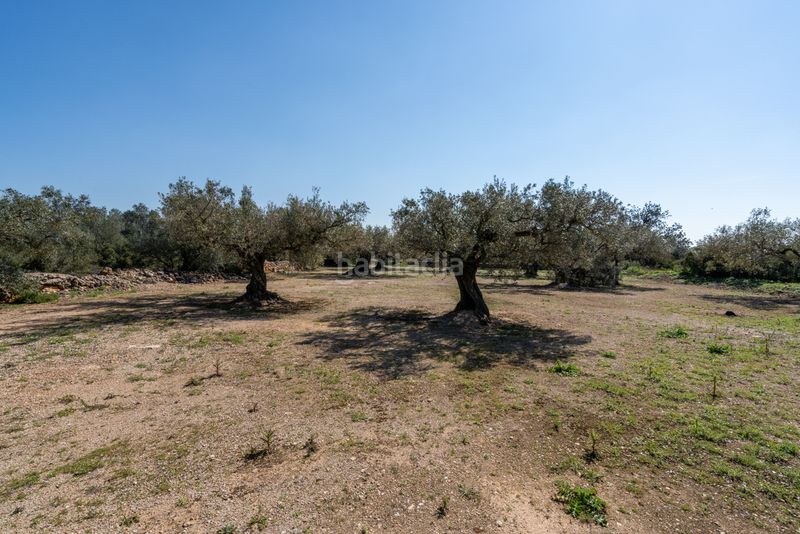 Foto f2b1ca18-87e3-44eb-8525-bb913a25f10d. Finca rústica a camí colomar 14 a Roquetes