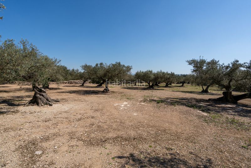 Foto f83506b3-ff32-4b42-9b6d-4d83dc25db17. Finca rústica a camí colomar 14 a Roquetes