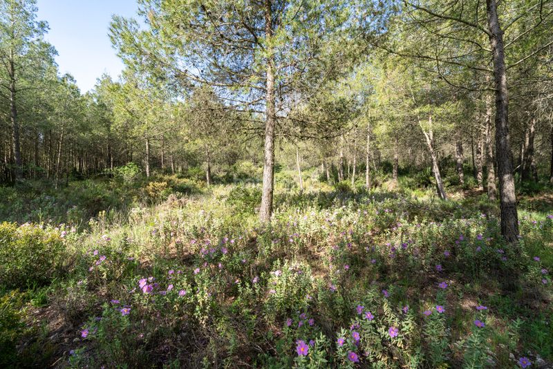 Foto 0343a01b-b180-4669-b075-c7d78d947881. Masia amb xemeneia aparcament a Enguera