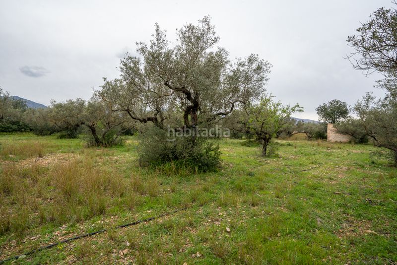 Foto 2c6f2900-e32e-4059-9945-65bc2d0add0d. Finca rústica a n/a a Roquetes
