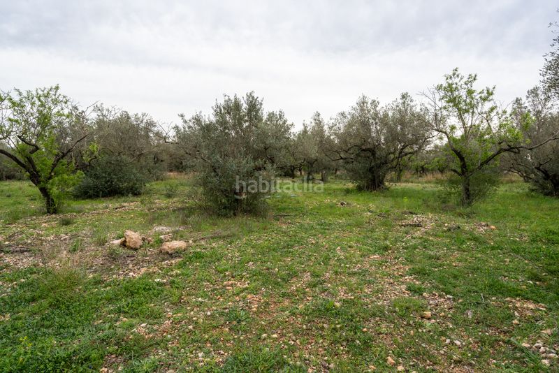 Foto 953d11ee-7e48-4a2e-b613-c943bf89b207. Finca rústica a n/a a Roquetes