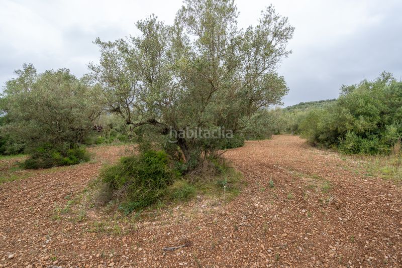 Foto 014c22e4-e337-4543-8ec7-d8cb251736c5. Finca rústica a n/a a Mas de Barberans