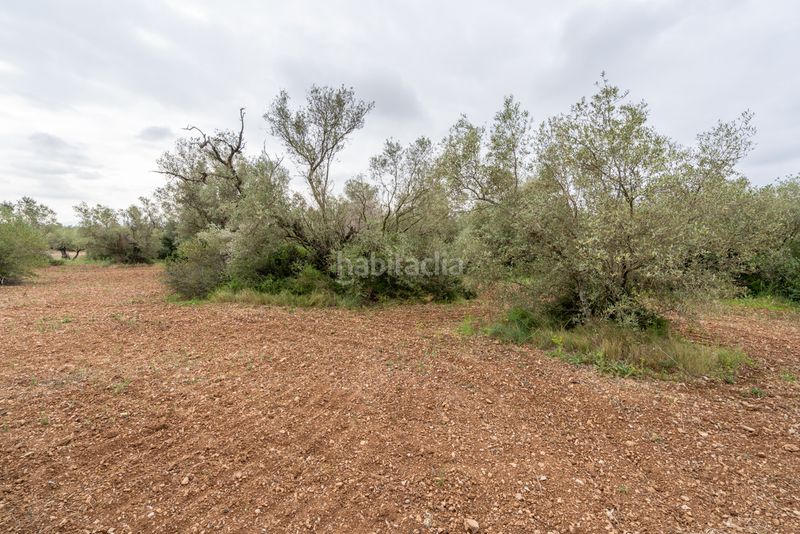 Foto 73f11878-1a90-47d1-922d-3e7b6c0f89ed. Finca rústica a n/a a Mas de Barberans