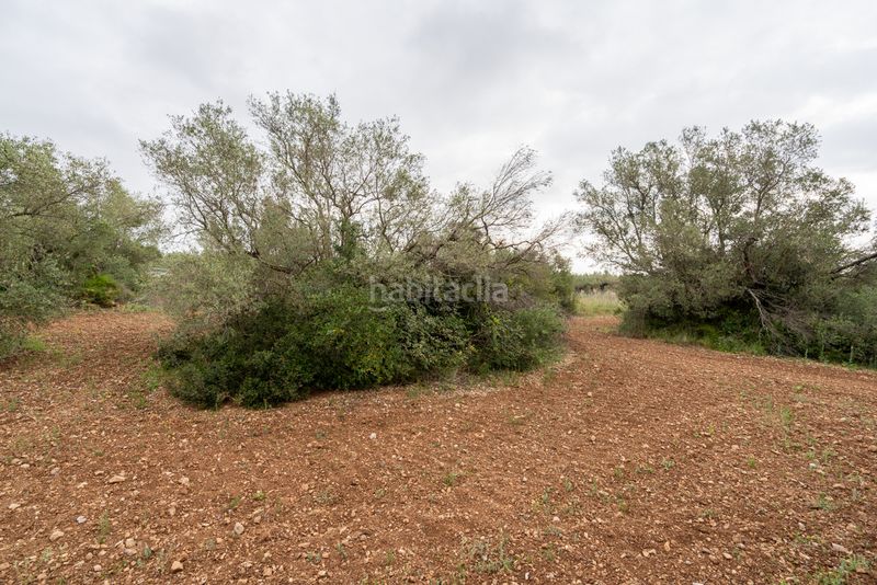 Foto ad3a5d00-8c98-4c03-9166-62fffdfabc54. Finca rústica a n/a a Mas de Barberans