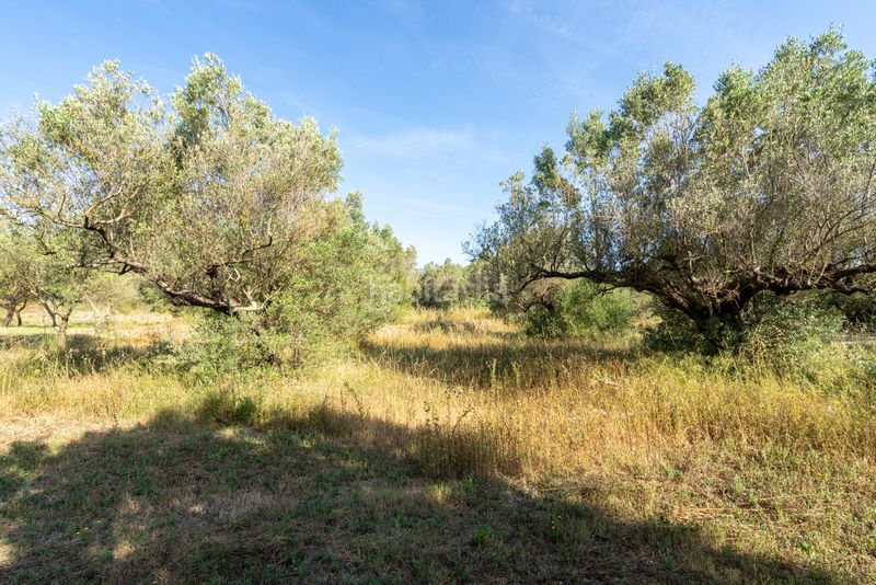 Foto aa0e7a61-1cee-43ef-8ec4-2b9f25c88d16. Finca rústica a camí dels paülencs als reguers 62 a Aldover