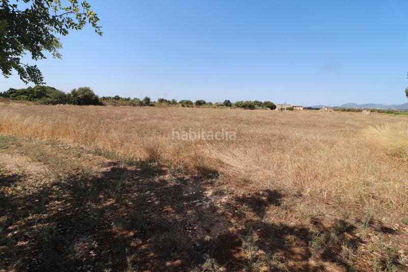 Foto 4efcb675-336a-4b96-bc8f-6b4b2177e02c. Finca rústica a carrer torrent 36 a Sa Pobla