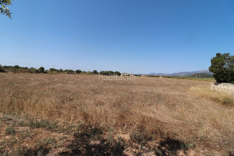 Foto 9db8a957-4bad-47ed-acc5-ec0cd611779e. Finca rústica a carrer torrent 36 a Sa Pobla