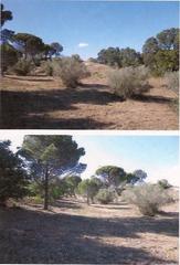 Finca rústica a Carrer albera 2. Terreno en vilajuiga oportunidad inversores!
