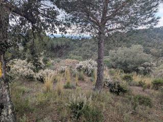 Finca rústica a El mon perdut. Oportunidad única terreno rústico de 32.000 m en un entorno natu