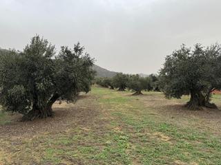 Fondo rustico  Carrer de dalt. Terreno rústico en roses con 104 olivos y excelente acceso