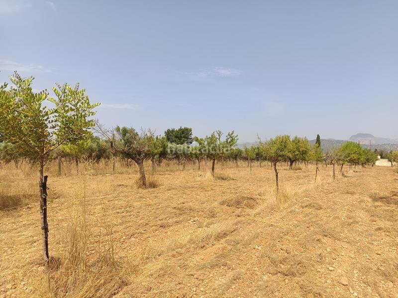 Foto 3c9690c5-7f6c-4ae8-9daf-4178efb532f8. Finca rústica finca rustica de 17.800m2 en Binissalem