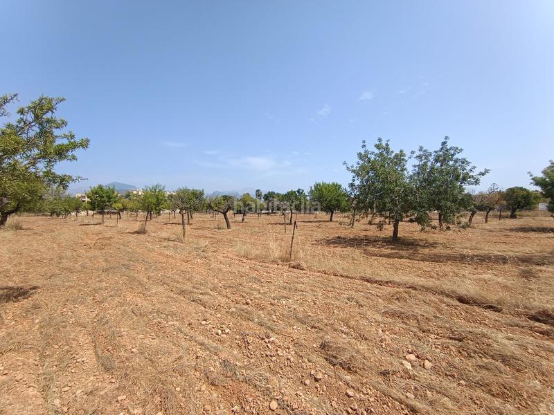 Foto 9a541d99-3216-4cdf-9c04-5413e4a475bc. Finca rústica finca rustica de 17.800m2 en Binissalem