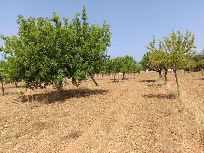 Foto ae2b715f-659f-4879-9af3-f618aeeda0b5. Finca rústica finca rustica de 17.800m2 en Binissalem