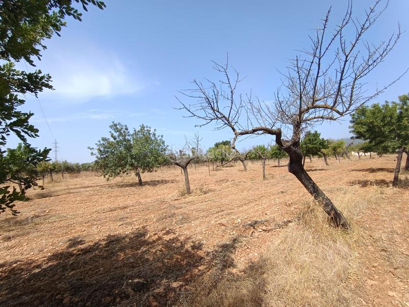 Foto b1568188-7c2e-4de4-9bcd-9d8974993d8d. Finca rústica finca rustica de 17.800m2 en Binissalem