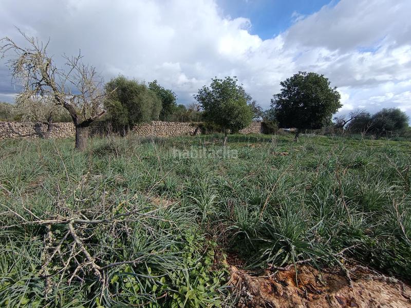 Foto 1173abc5-c986-47d0-afbb-c781d35c2dae. Finca rústica a Costitx