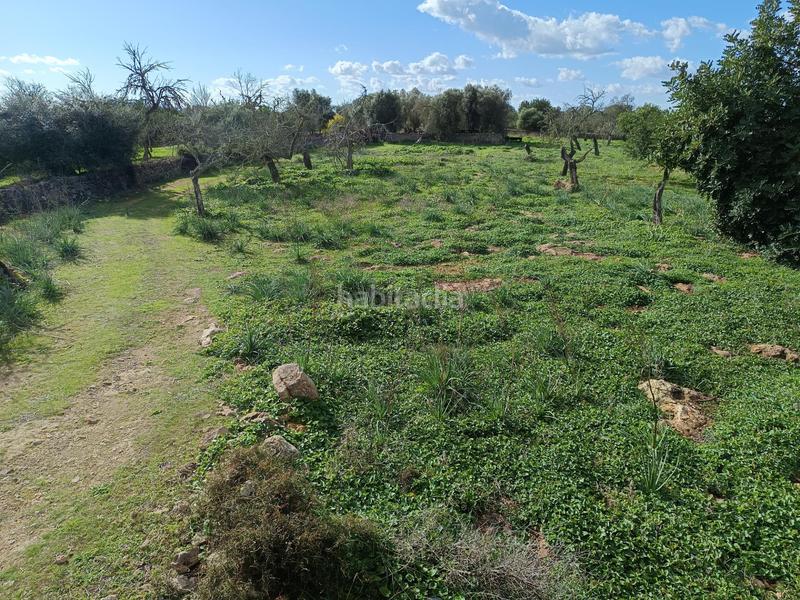 Foto 1a8356f6-e13f-411e-8fcf-55e50bc7736a. Finca rústica a Costitx