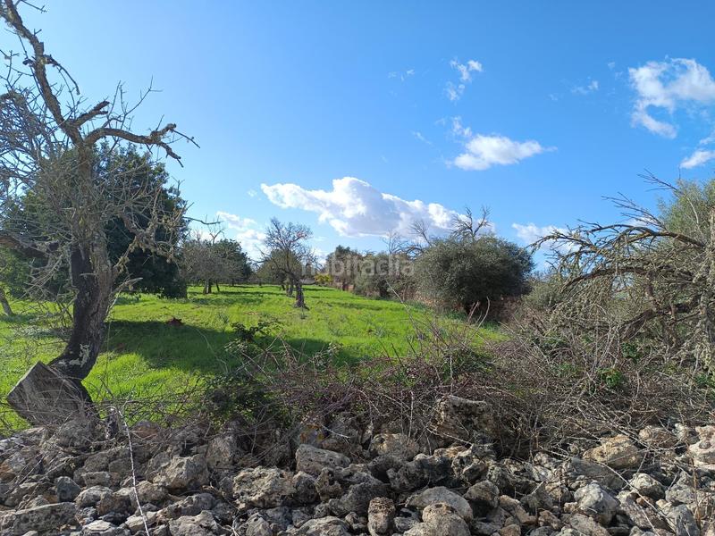 Foto 9120d176-0f9d-4091-99cd-a6caba756ef1. Finca rústica a Costitx