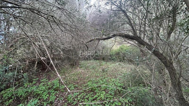 Foto 4a2d07ea-75a1-4f25-9dd1-36e2689604eb. Casale in Porreres