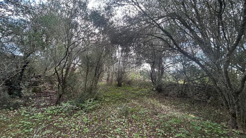 Foto 8e12de36-c13d-4d89-bdfc-666470d228c1. Casale in Porreres