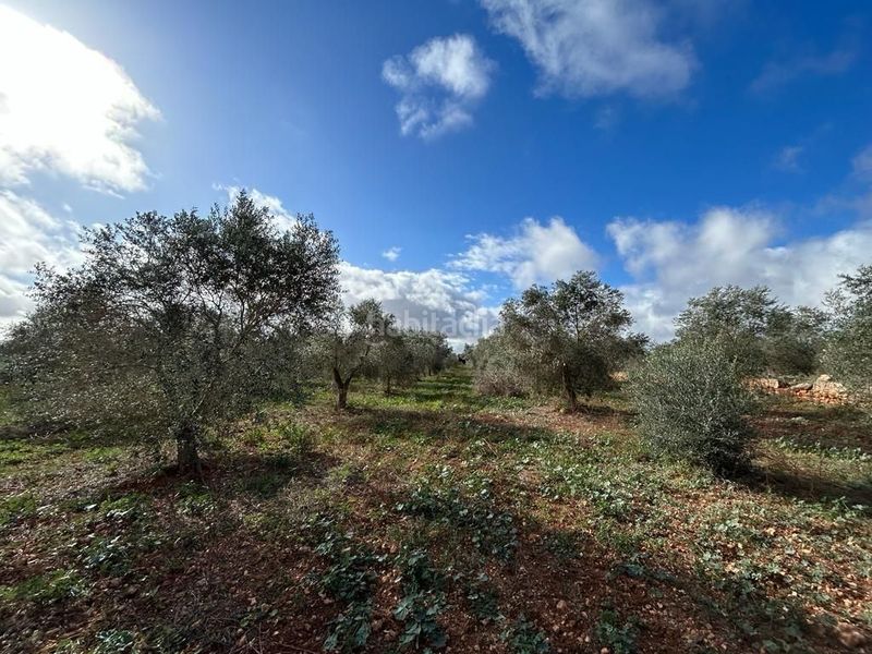 Foto 0f348b7a-1765-4e19-9ce8-e168e27ff7e8. Finca rústica  edificable en Sa Pobla