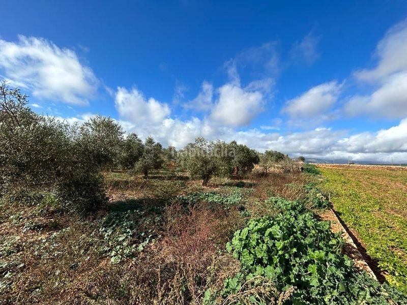 Foto dc707420-b399-4f21-b279-aa761ca0fe1c. Finca rústica  edificable en Sa Pobla