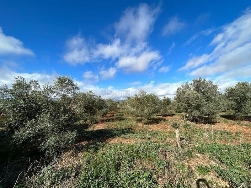 Foto e95869bc-a25c-4372-9fdb-137636325e35. Finca rústica  edificable en Sa Pobla