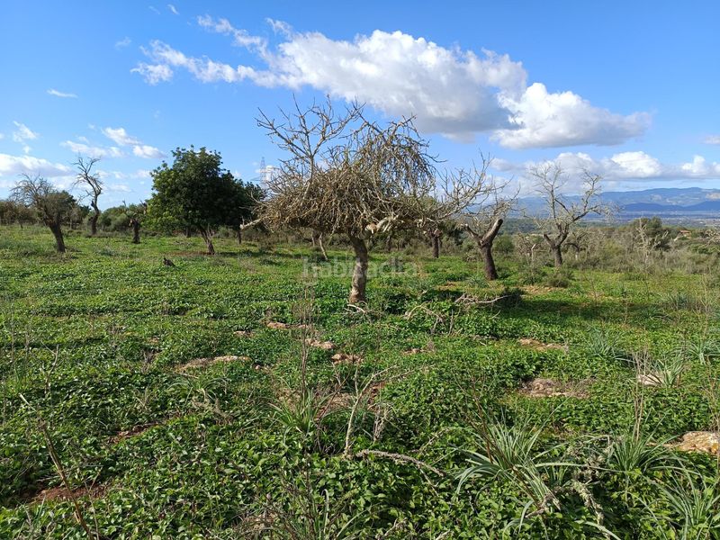 Foto 252e4ae6-477d-48d3-bfa7-13b3aad74fa0. Finca rústica a Costitx