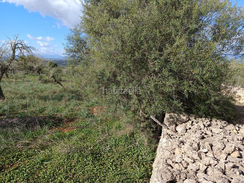 Foto 7c036bdb-51cb-4eb6-900e-c8d1269a04f6. Finca rústica a Costitx