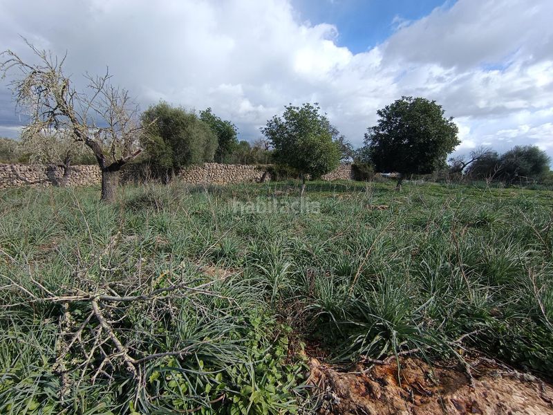 Foto cdd0995b-27ee-4574-ac4d-5a7b3bf12205. Finca rústica a Costitx