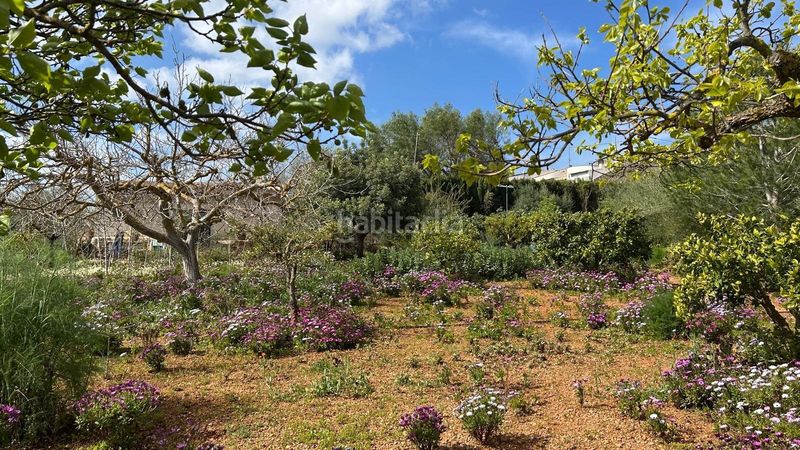 Foto 72418f83-9b0b-498d-9442-323b3aca5cff. Masia a Alaró