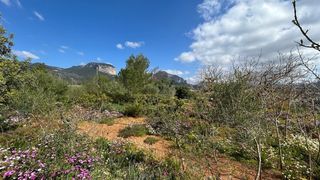 Country house in Alaró. Finca rústica en alaró