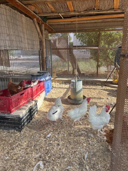 Foto 853ba75b-6484-4d8b-81d1-538d7df96f8d. Chalet campo de fortuna 616652603 en El Esparragal Murcia