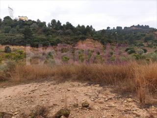 Terreny residencial a Monte Real. Buscas un terreno para explotación agrícola, ganadera o instalac