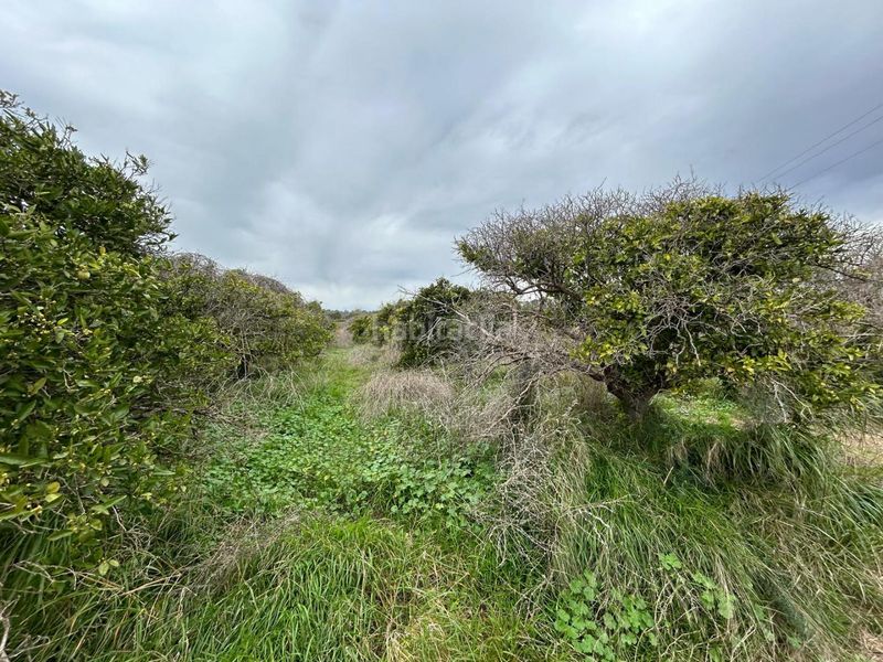 Foto 82da5018-ff97-4d71-abcb-00276afe49b6. Finca rústica a Monte Real Torrent