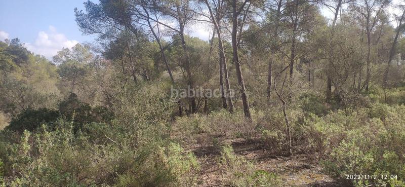 Foto 40f239b6-45b4-4095-8f25-3a3dc5a546d0. Wohngrundstück in Algaida