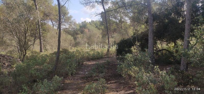 Foto 978cc0a2-1948-4267-a104-7a74958856ec. Wohngrundstück in Algaida